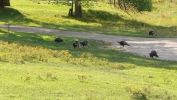 PICTURES/Jewel Cave & Custer State Park, SD/t_Turkeys4.JPG